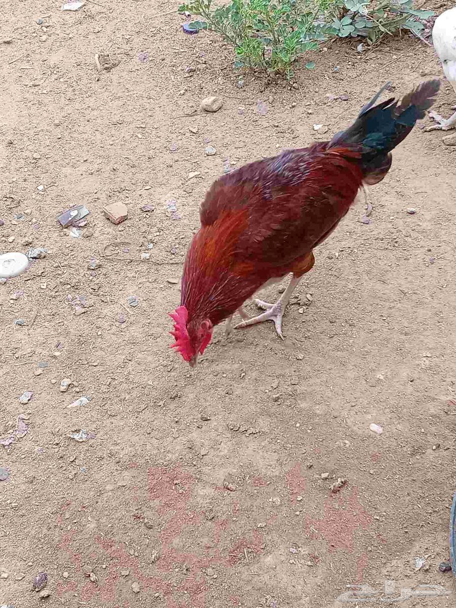 ديوك بلدي للبيع64397255947523111