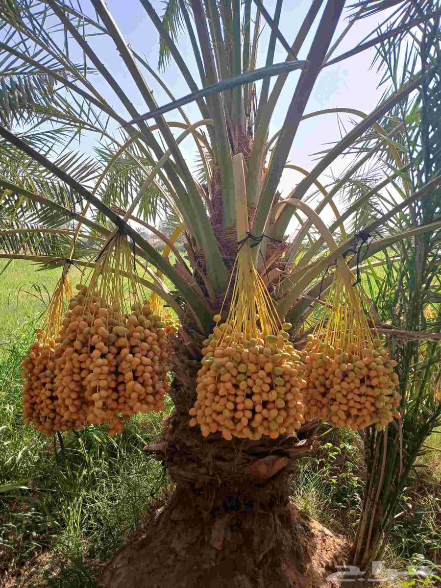 Fruit-bearing date palms for sale: Khalas, Barhi, Hilali, Sukkari, Ruthana, Majdool, Dakhini64397519911810110