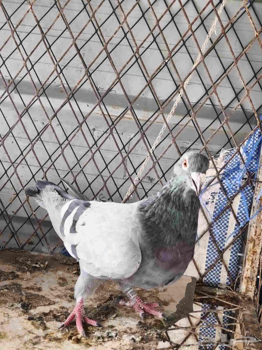 زواجل سباق64367231176321114