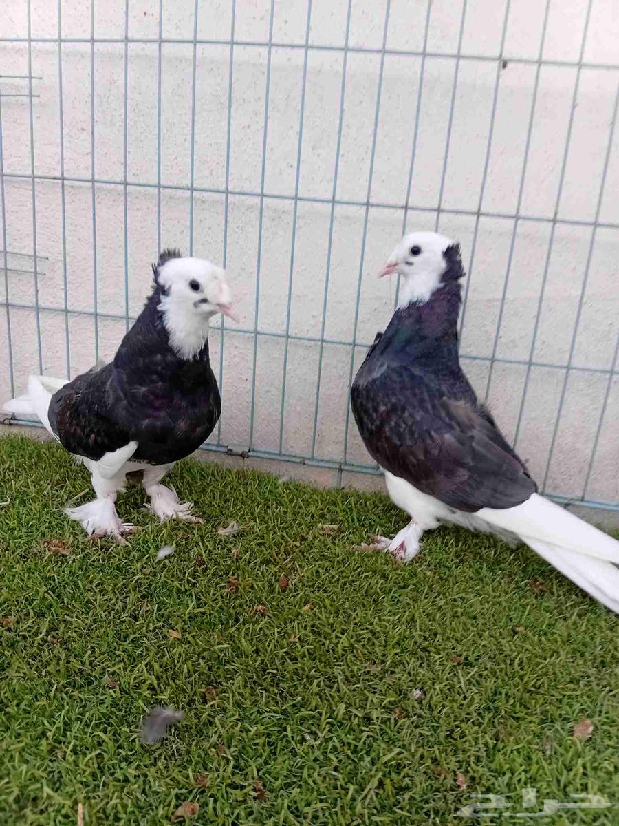 طبه تركي طواقي اسود64392977854467112