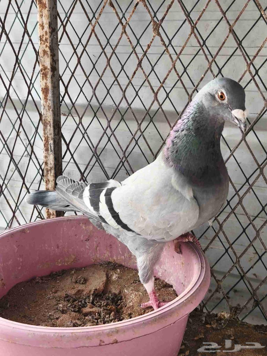 زواجل سباق64367231176321112