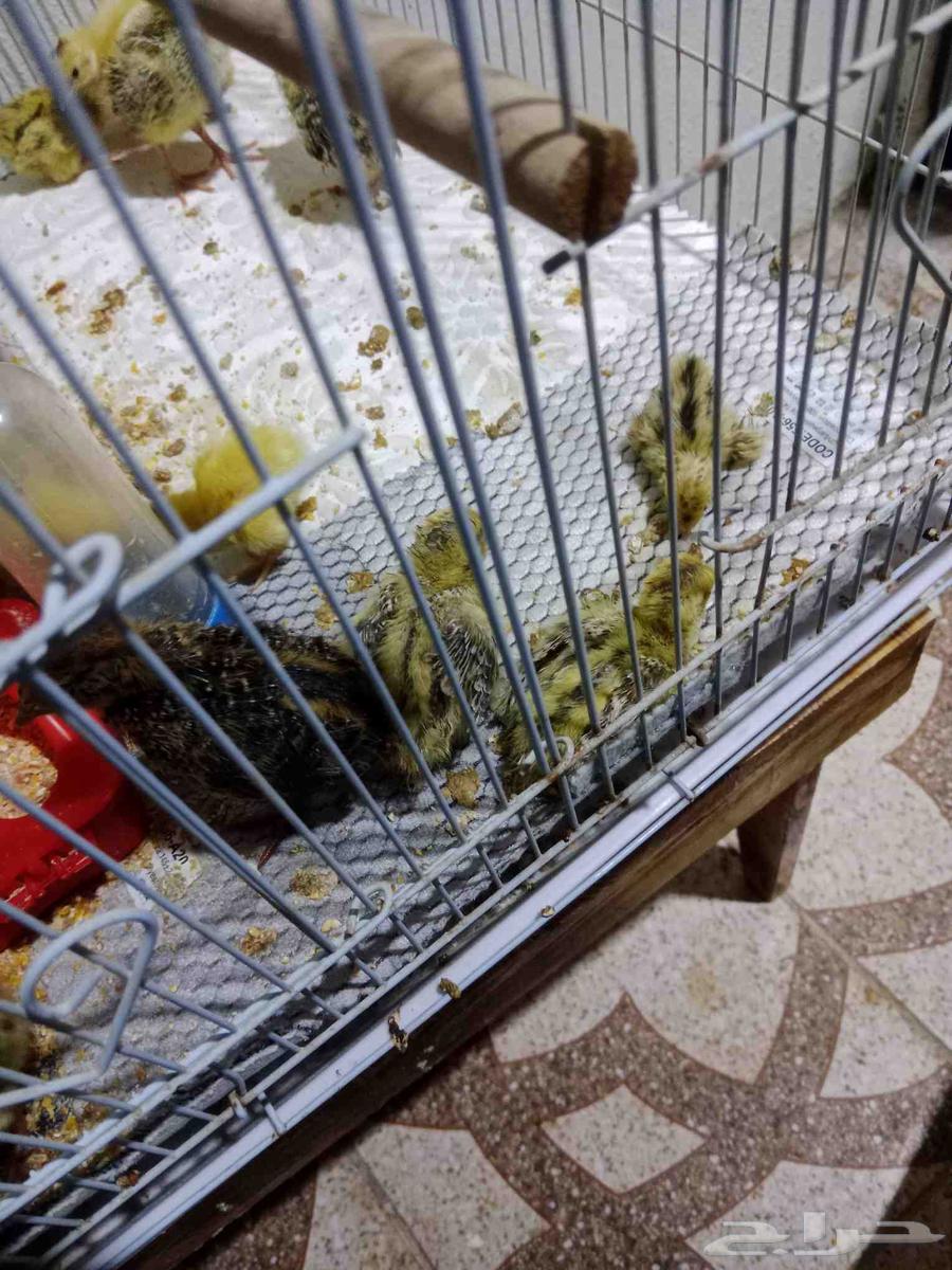 سمان للبيع64397963328898111