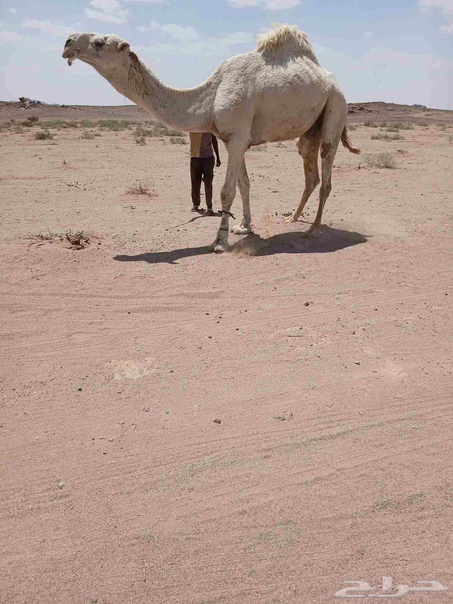 للبيع البعير الاوضح.64398520700033110