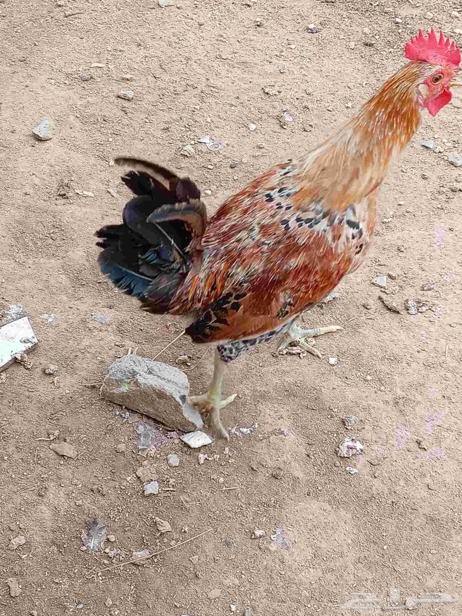 ديوك بلدي للبيع64397255947523110