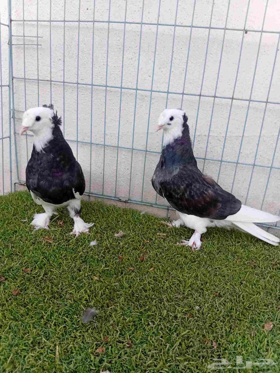 طبه تركي طواقي اسود64392977854467110