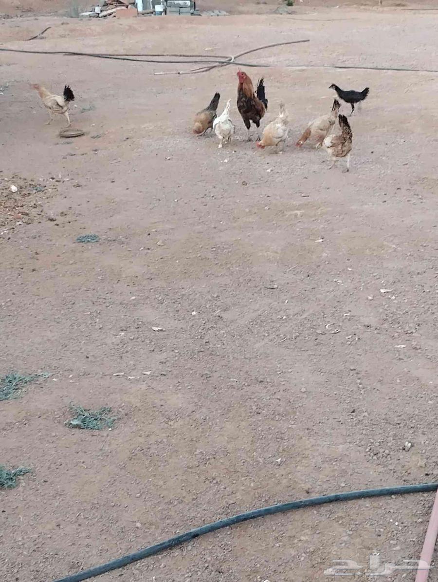 دجاج للبيع العدد 12 منهن 8 كبار 4. صغار.64396949906818110