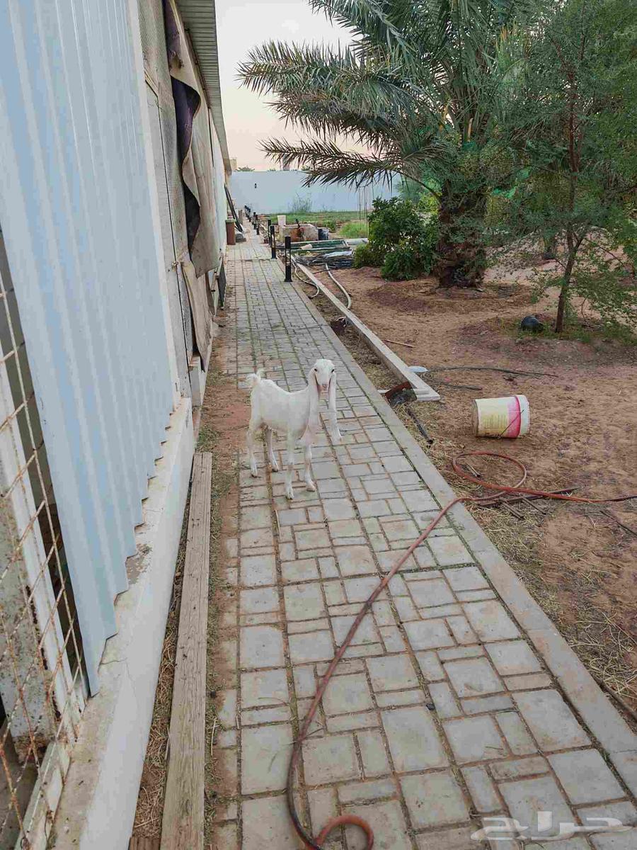 جفره هولنديه معرفه64399036562178111