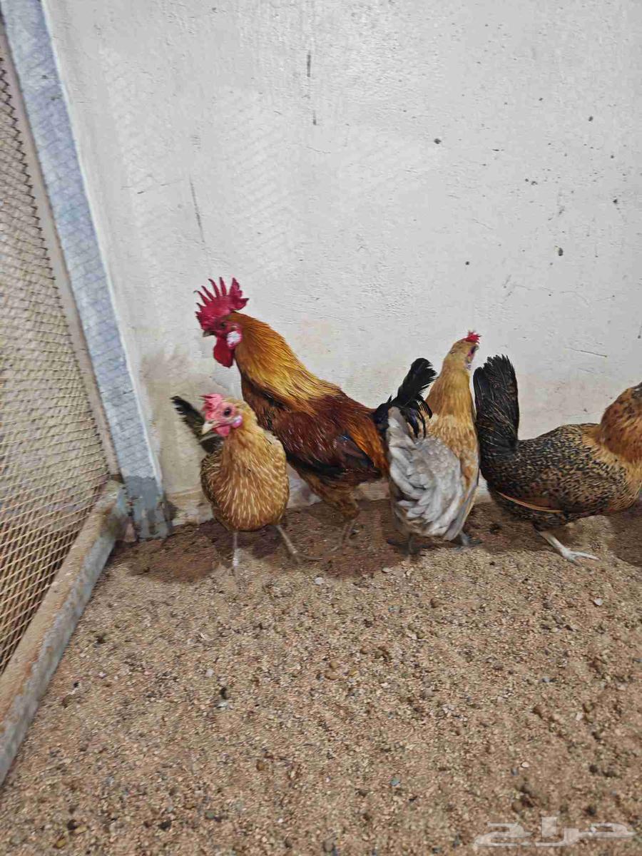 دجاج بلدي وديوك للبيع64395601112193111