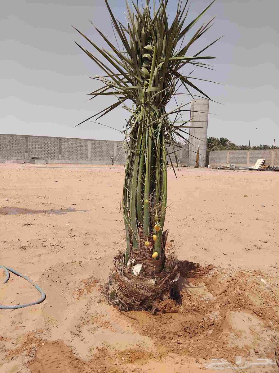 نخل للبيع مثمر خلاص سكري شيشي هلالي مجدول صقعي سلاطين مقفزي64399521599619111