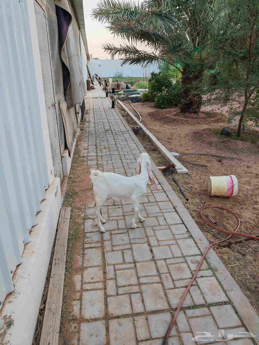 جفره هولنديه معرفه64399036562178112