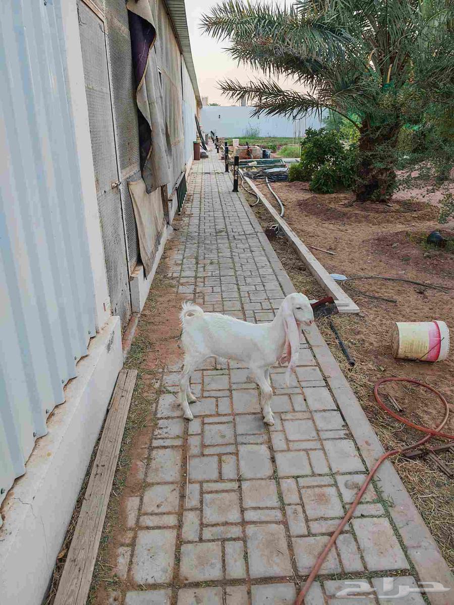 جفره هولنديه معرفه64399036562178113