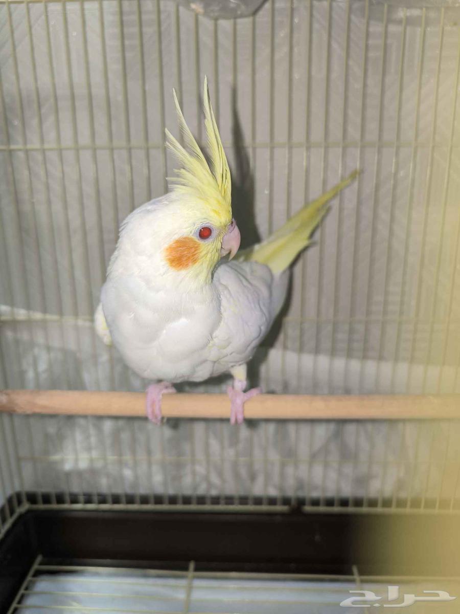 كروان لاتيني64401216449666110