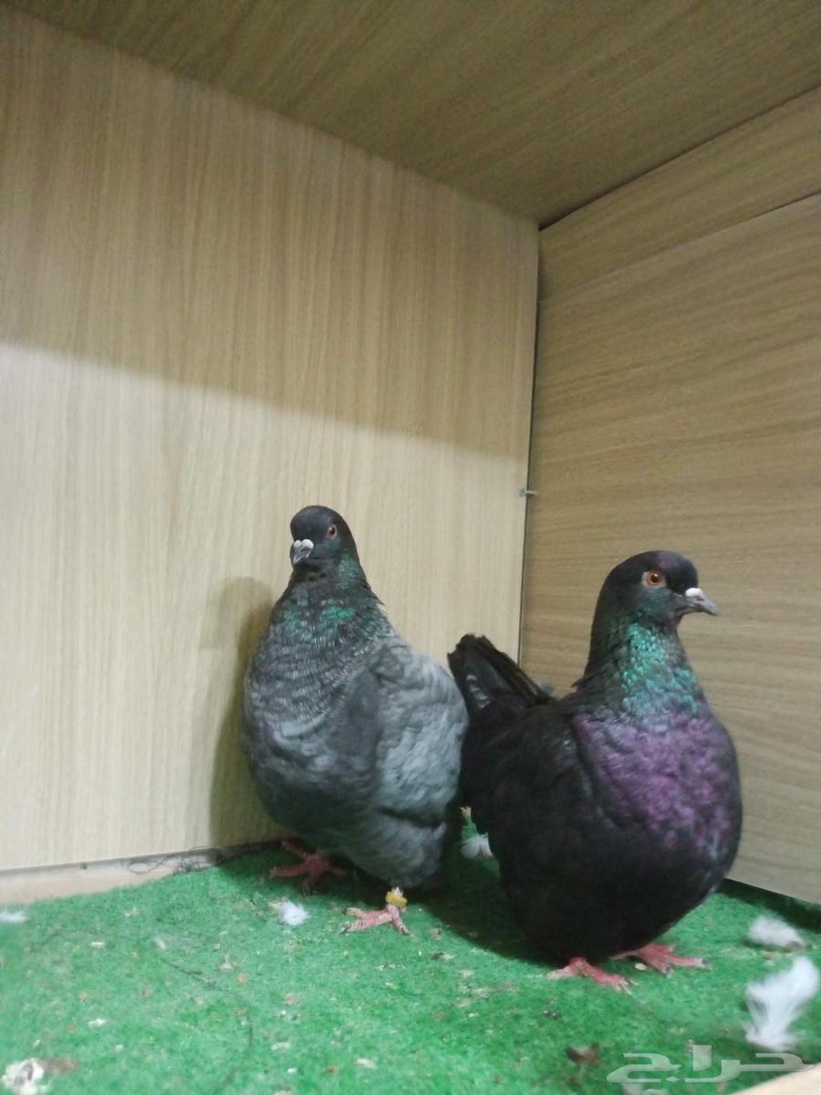 حمام فرش موندين64395629702019111