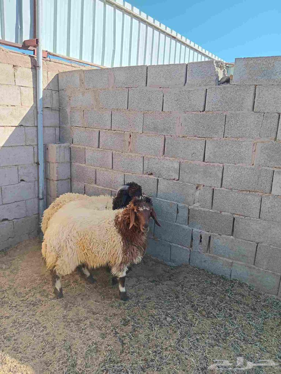 Sheep and Camel64401105541507110