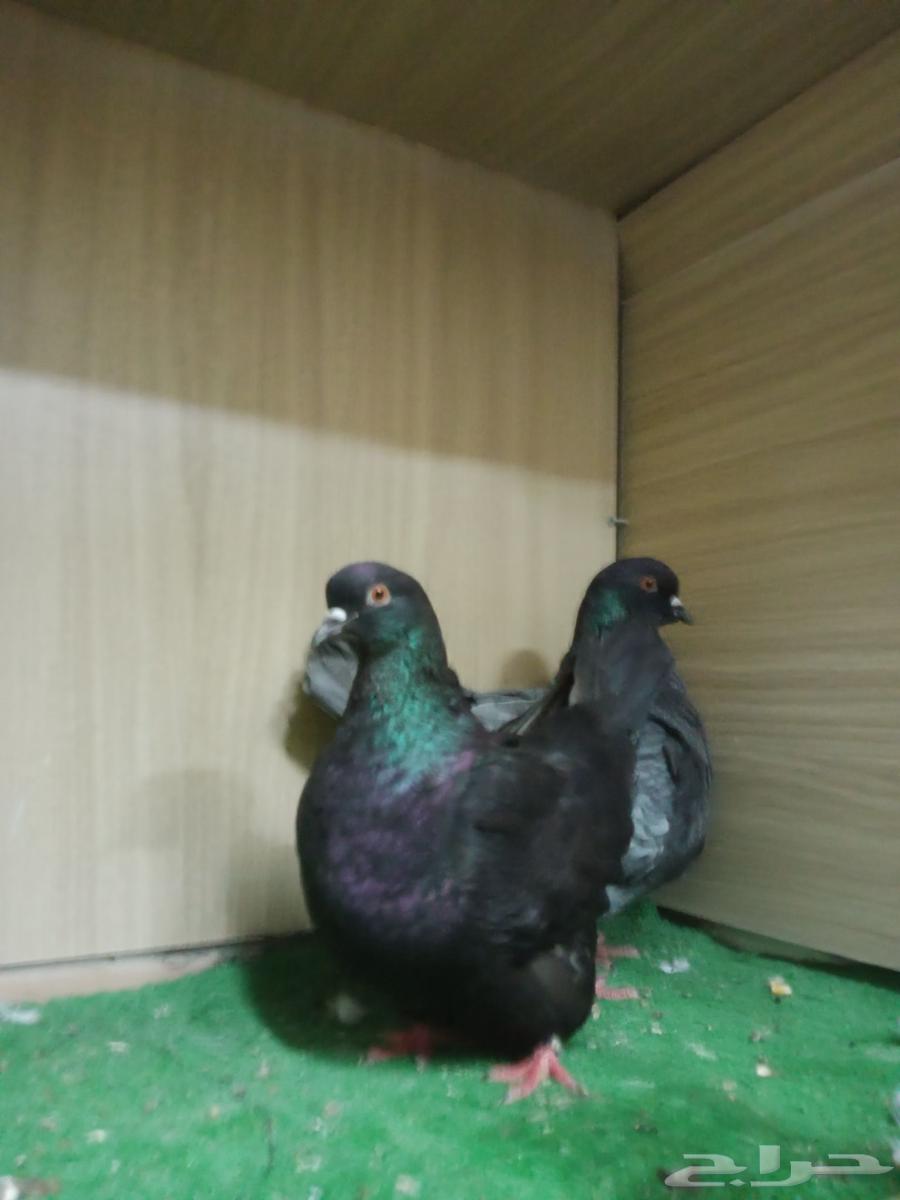 حمام فرش موندين64395629702019113