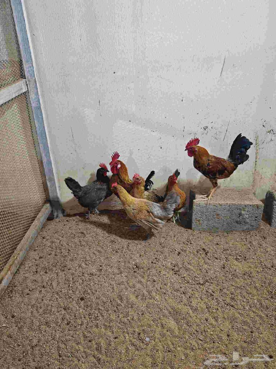 دجاج بلدي وديوك للبيع64395601112193114