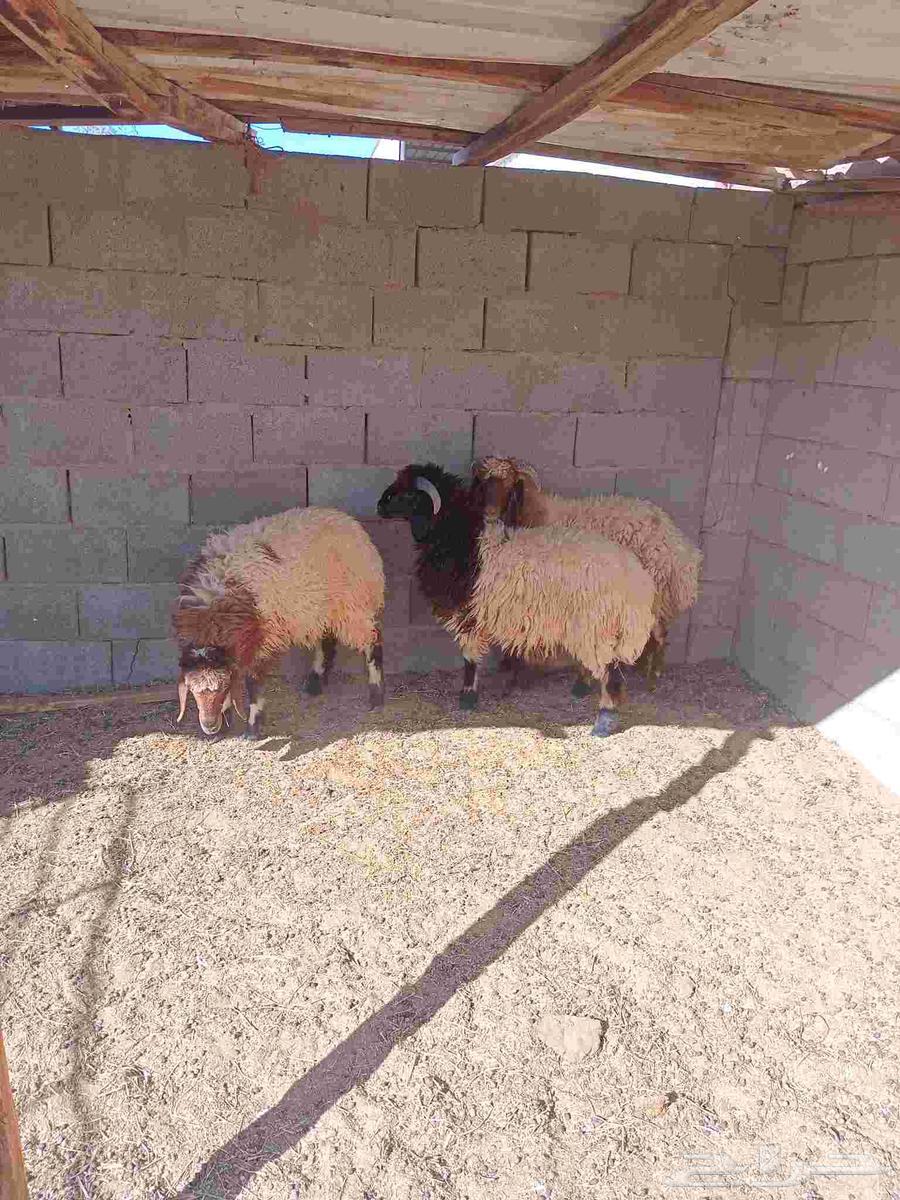 Sheep and Camel64401105541507114