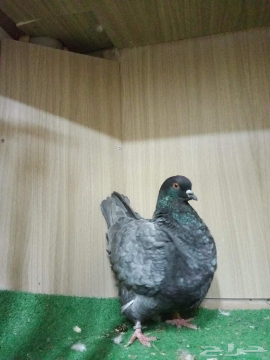 حمام فرش موندين64395629702019112