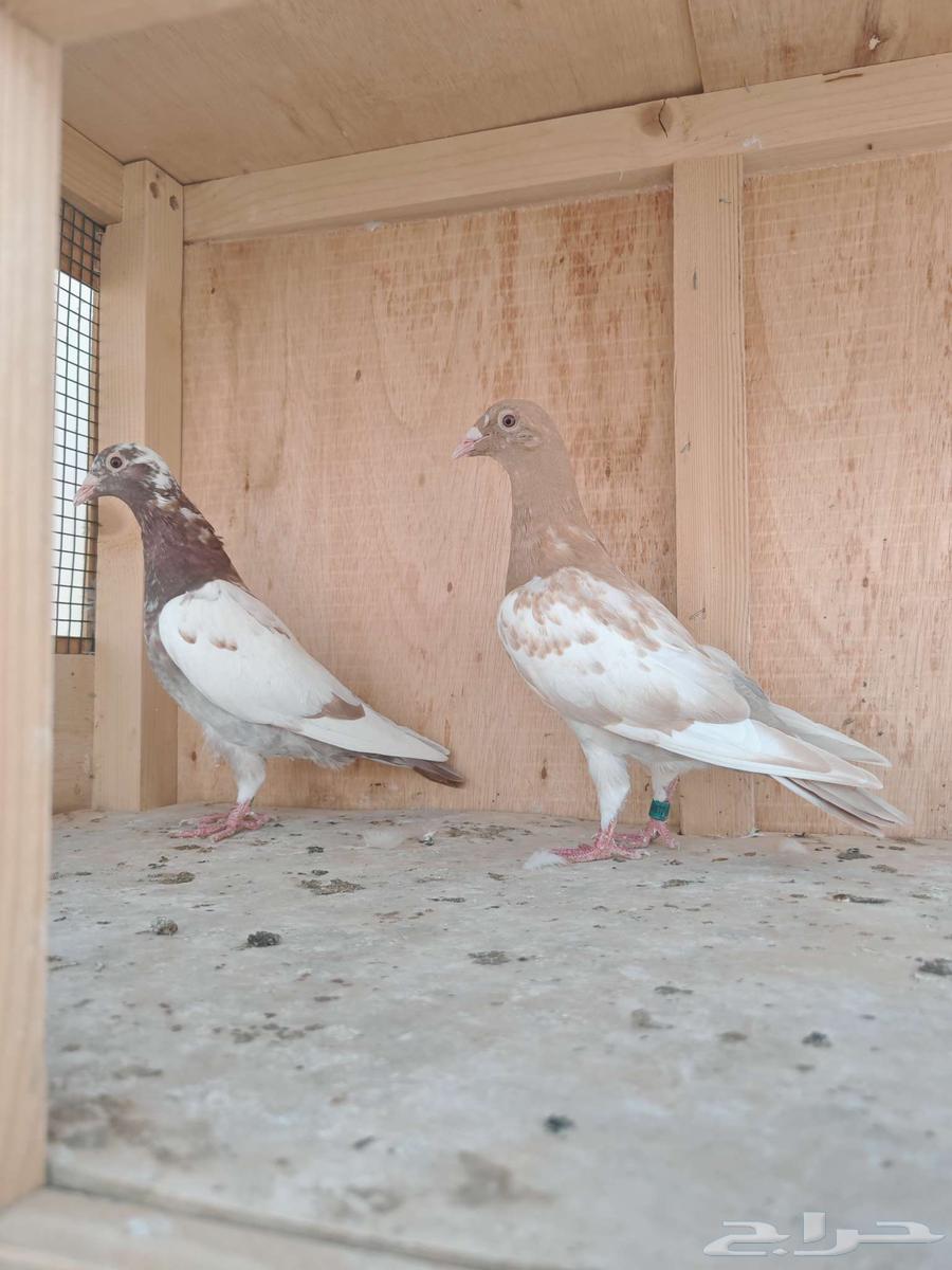 زاجل مولمنز64400855290242110