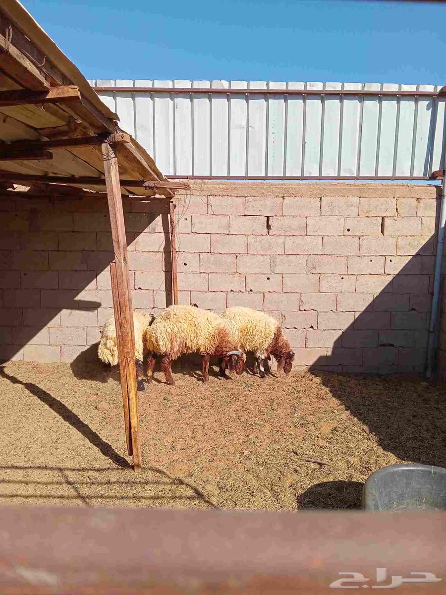 Sheep and Camel64401105541507112