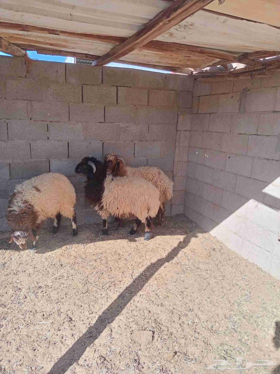 Sheep and Camel64401105541507111