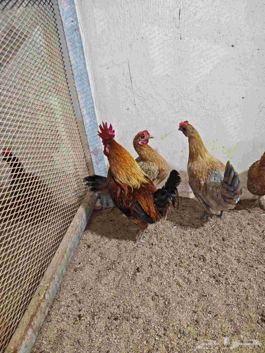 دجاج بلدي وديوك للبيع64395601112193112