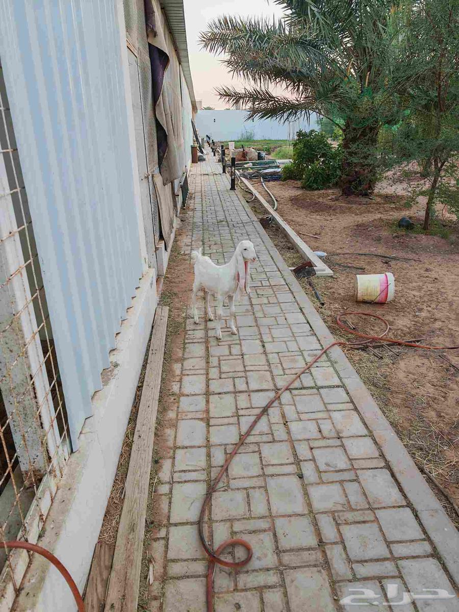 جفره هولنديه معرفه64399036562178110