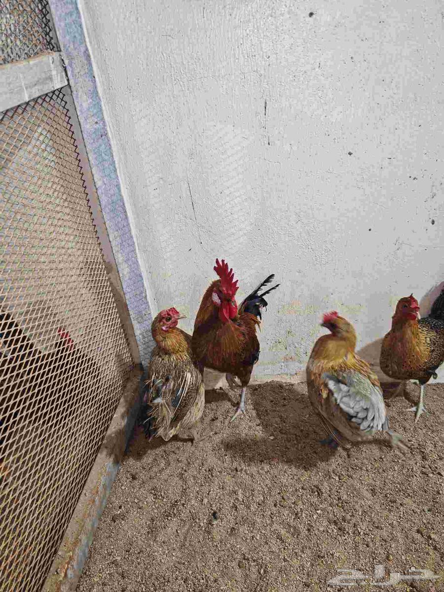 دجاج بلدي وديوك للبيع64395601112193113