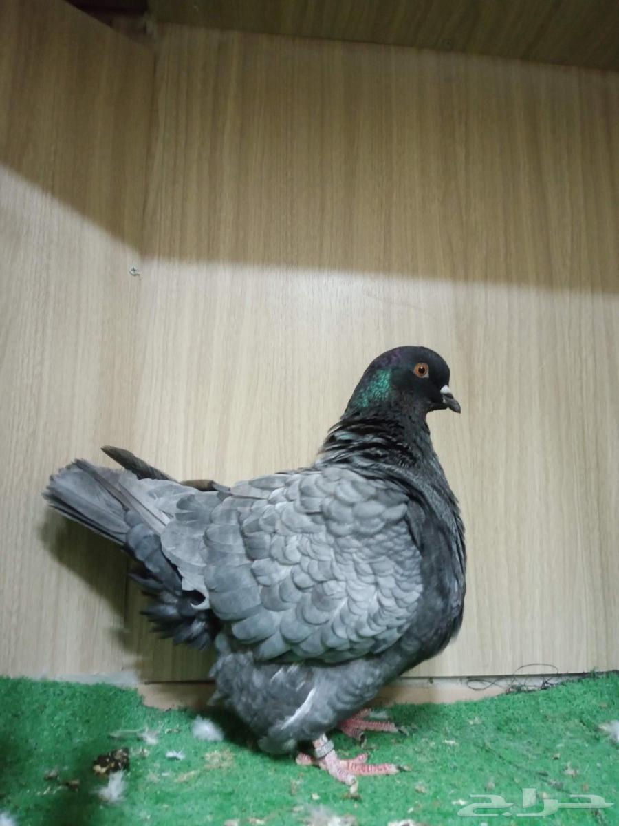 حمام فرش موندين64395629702019110