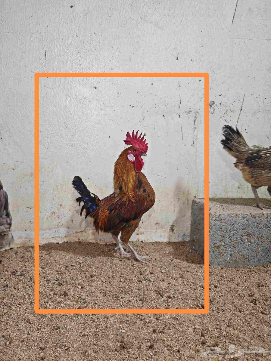 دجاج بلدي وديوك للبيع64395601112193110