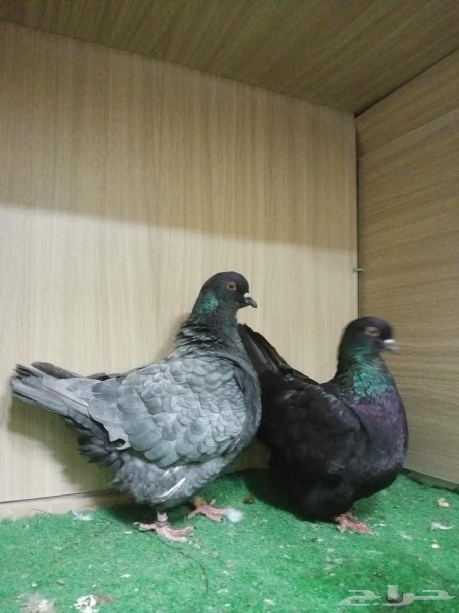 حمام فرش موندين64395629702019114