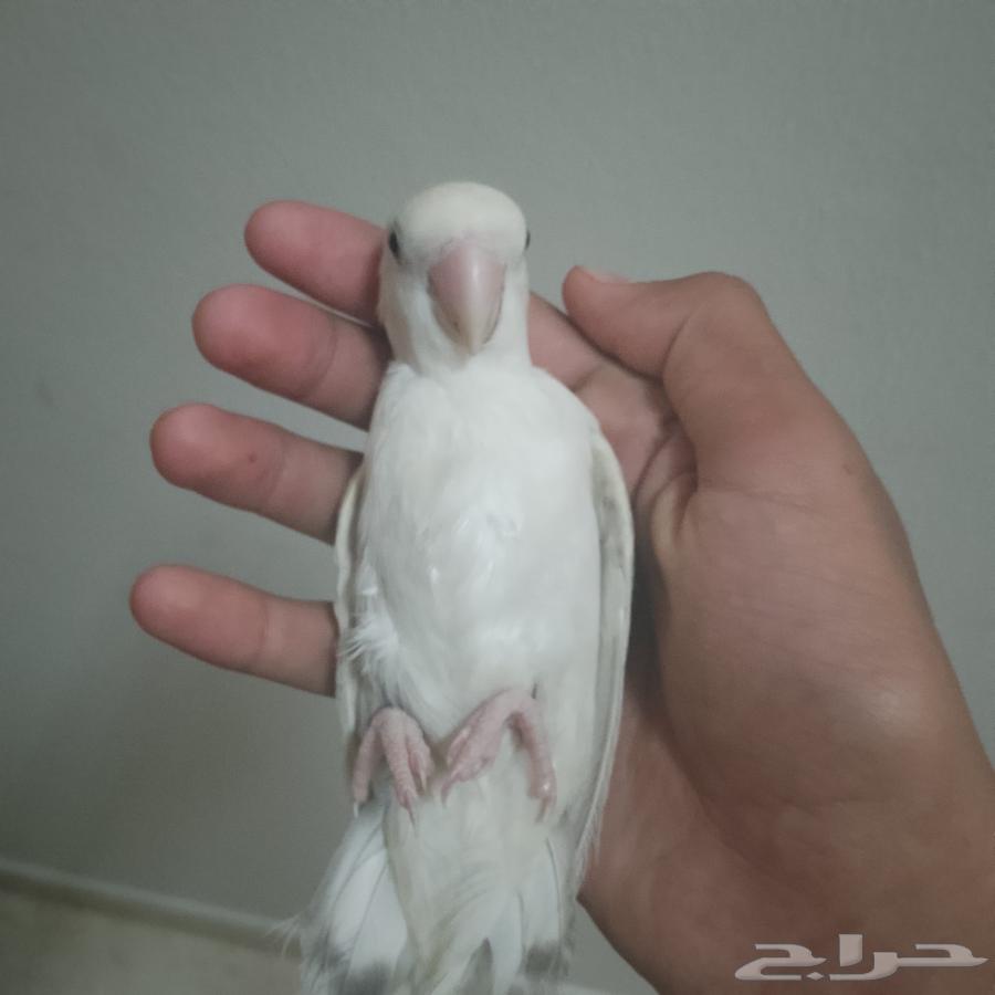 روز اليف64399161400323110