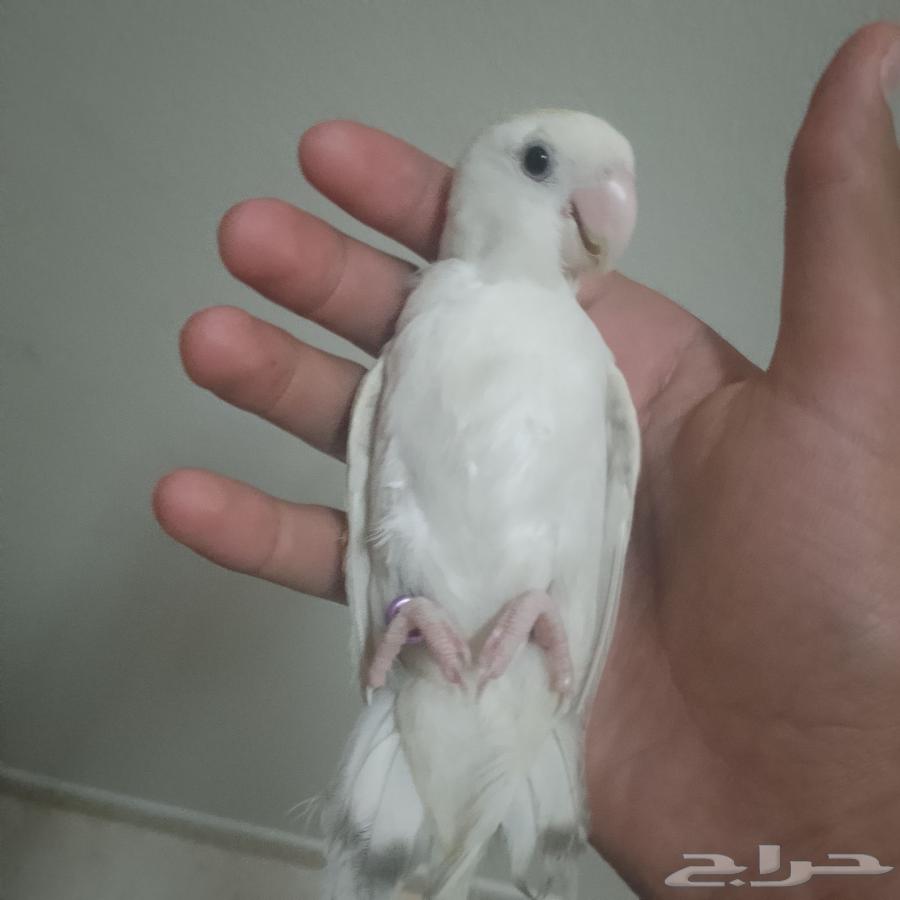 روز اليف64399161400323111