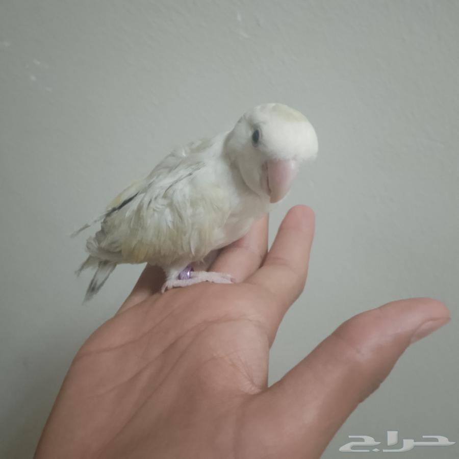 روز اليف64399161400323114