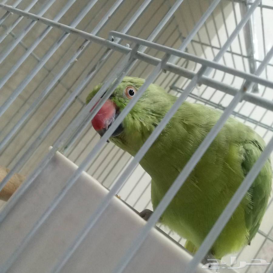 بغبغاء64393293896833111