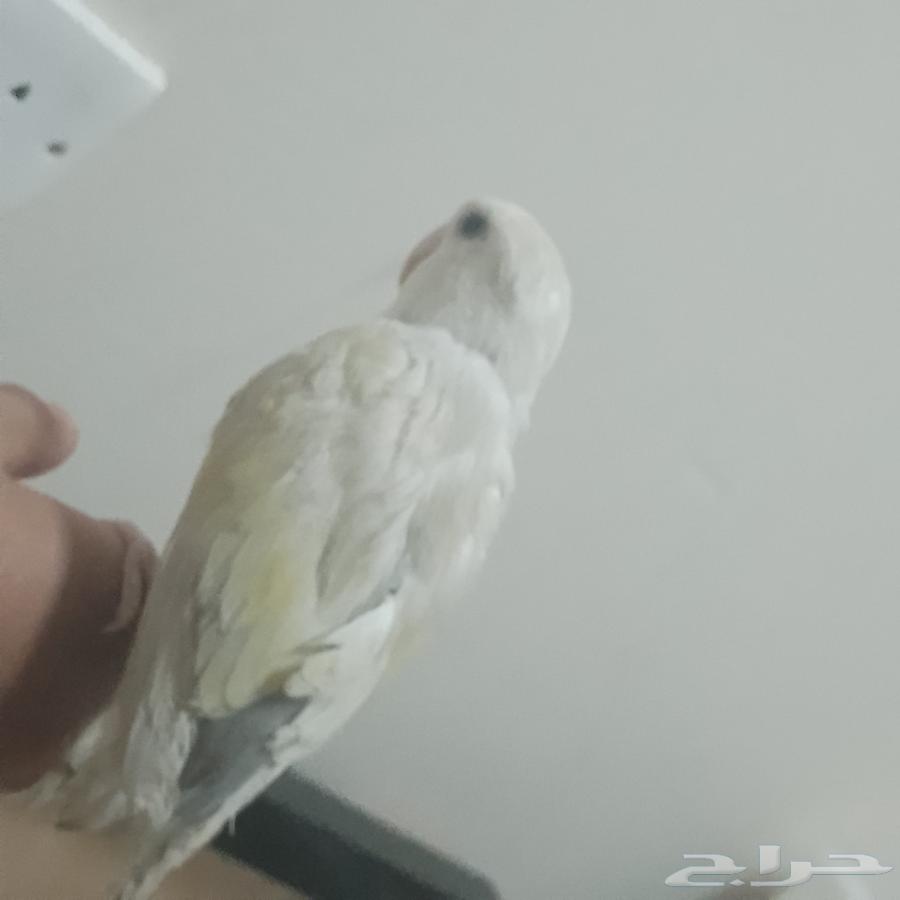 روز اليف64399161400323113