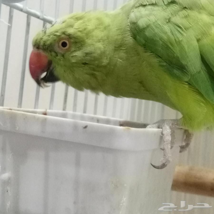 بغبغاء64393293896833110