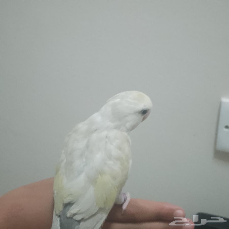 روز اليف64399161400323112