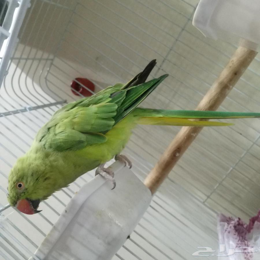 بغبغاء64393293896833112