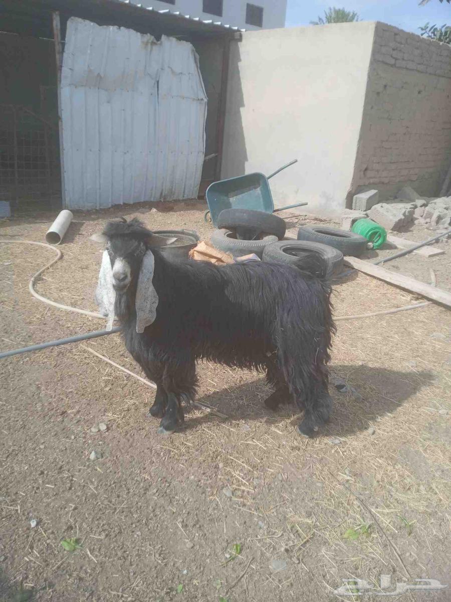 تيس فحل للبيع64399494137473111