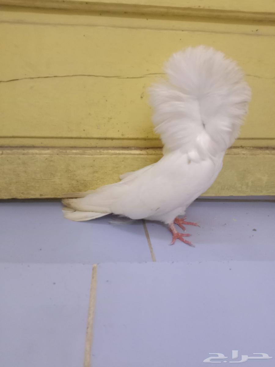 حمام انثى جاكوبين64396561790339113