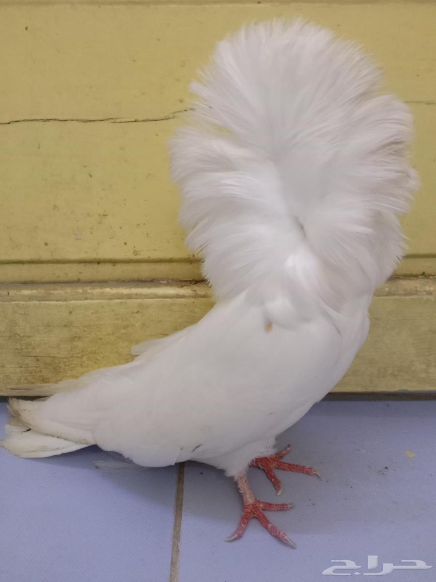 حمام انثى جاكوبين64396561790339111