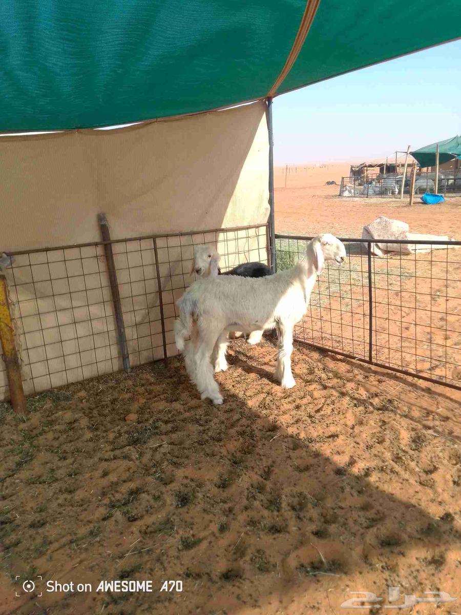 رخال نجد صنف64395117190147113