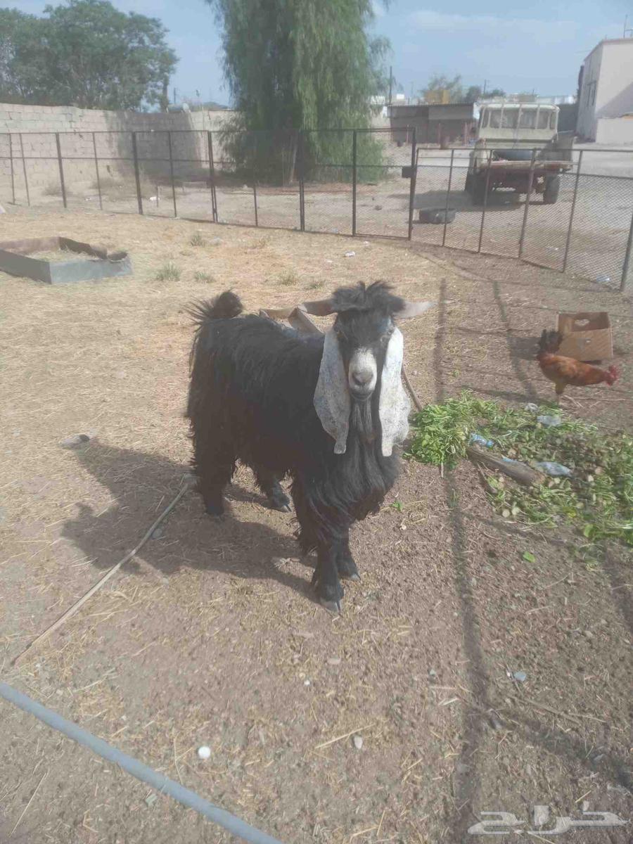 تيس فحل للبيع64399494137473110