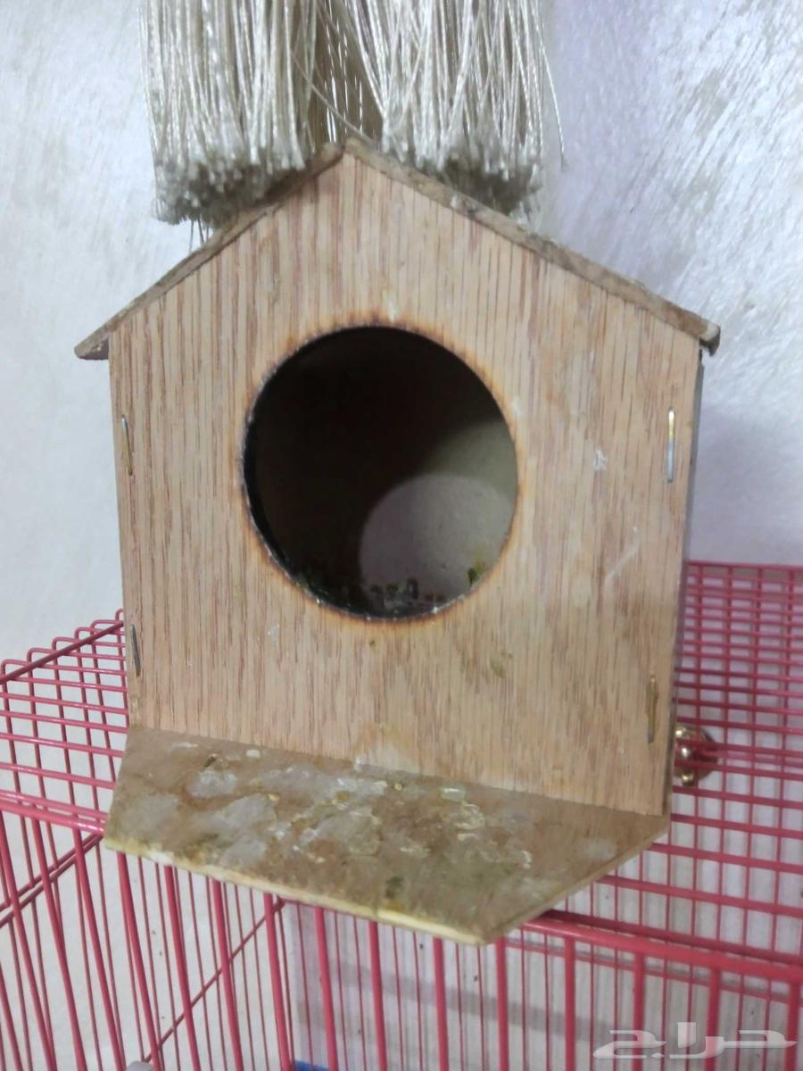 زيبرا ذكر وأنثى64393596514947114