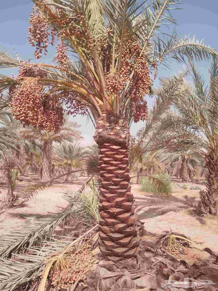 نخل للبيع مثمر خلاص سكري شيشي هلالي مجدول صقعي سلاطين مقفزي64399521599619112