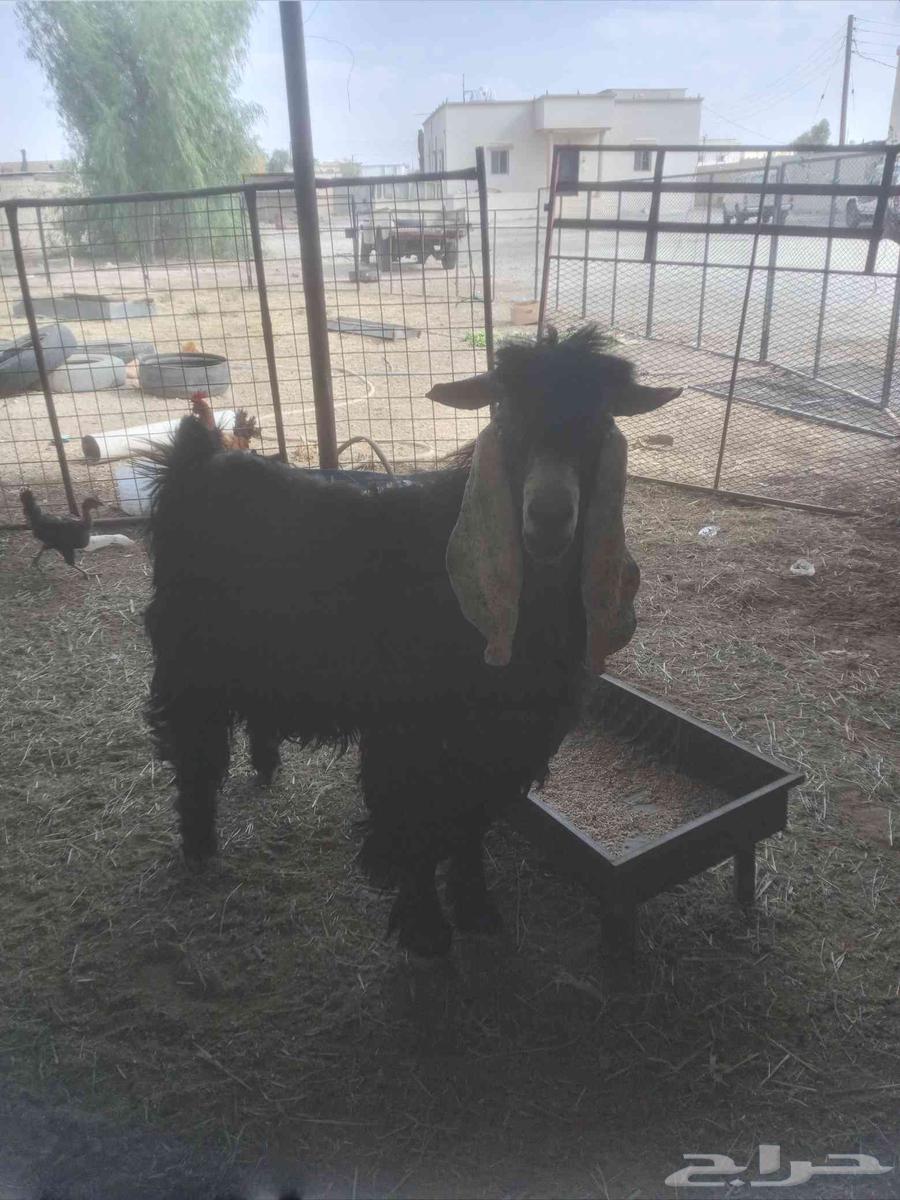 تيس فحل للبيع64399494137473112