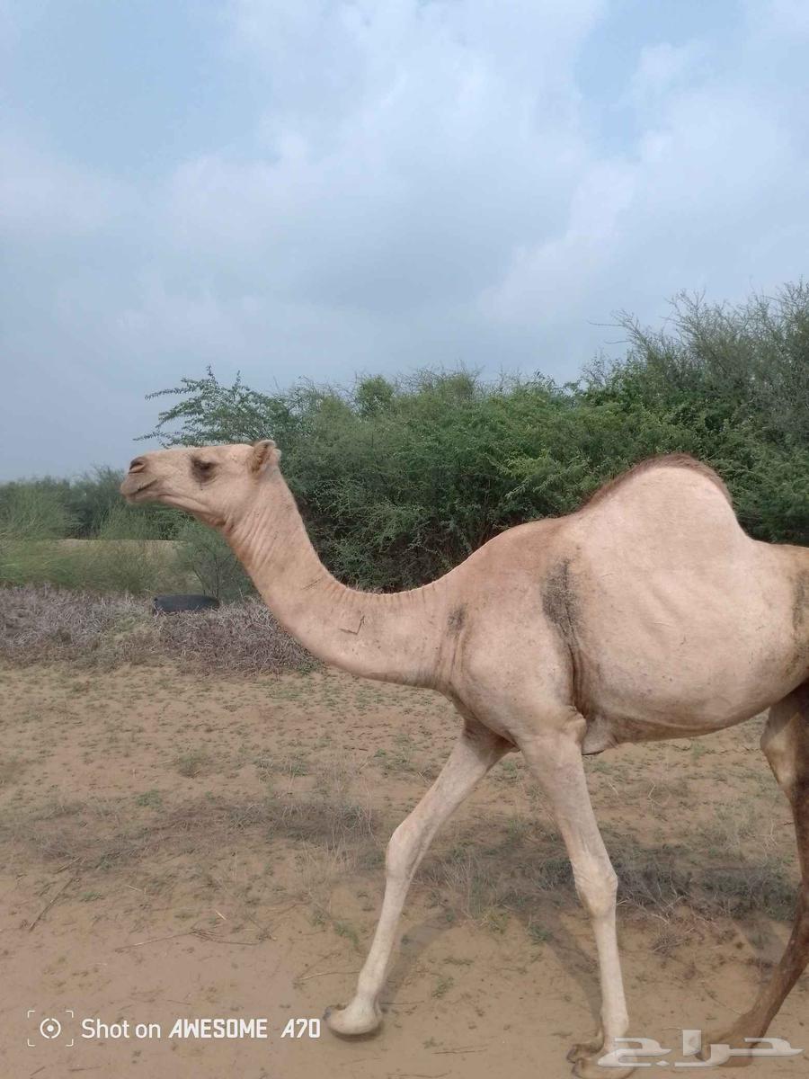 بكره الركه فرديه64399828796546110