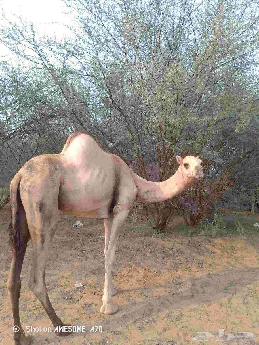 بكره الركه فرديه64399828796546111