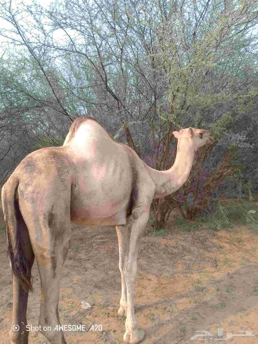 بكره الركه فرديه64399828796546112